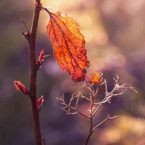 جواد قسمت وقتی با مو برادری هی مو ره سر کار